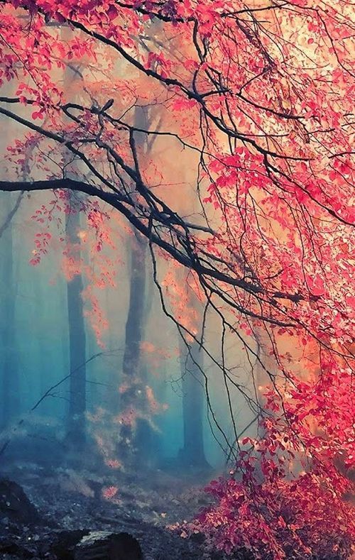 Awesome Phone Wallpapers Flashcards Memorang