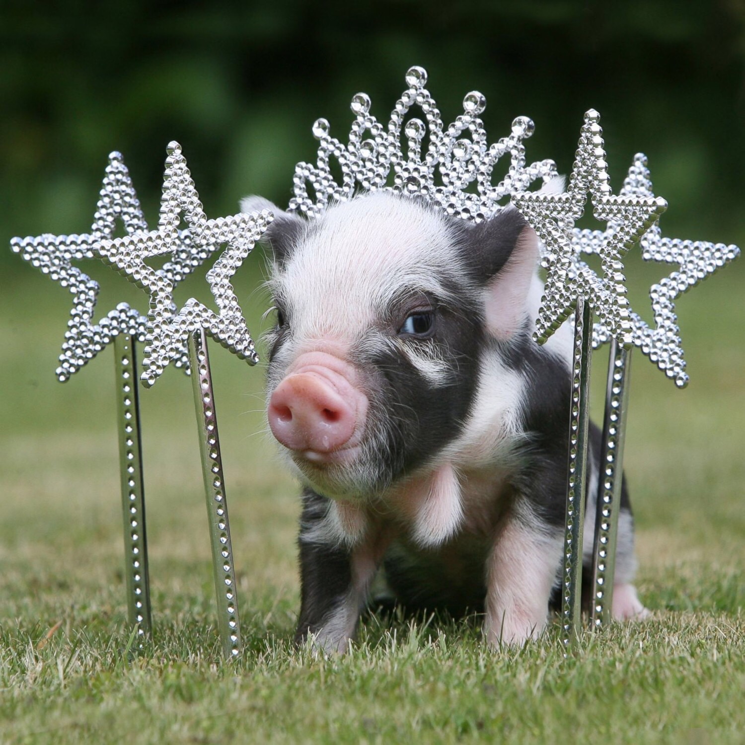 Pigs Flashcards | Memorang