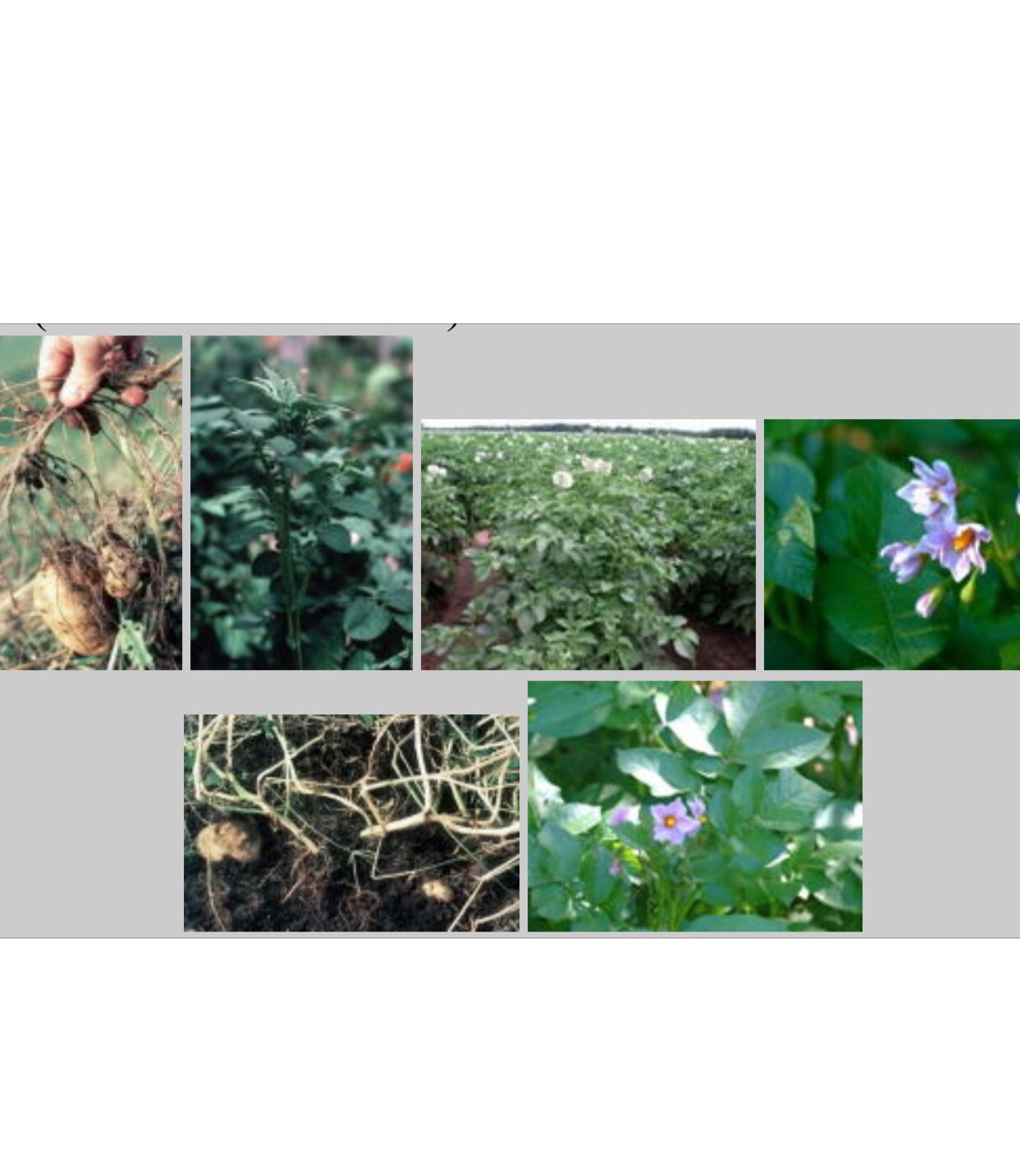 Dicot Herbs C Flashcards Memorang