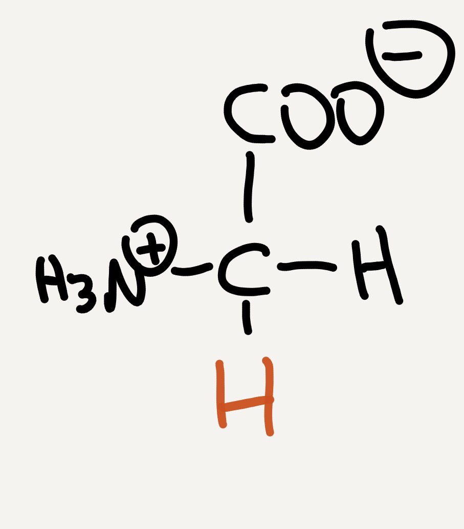 Amino acids Flashcards Memorang