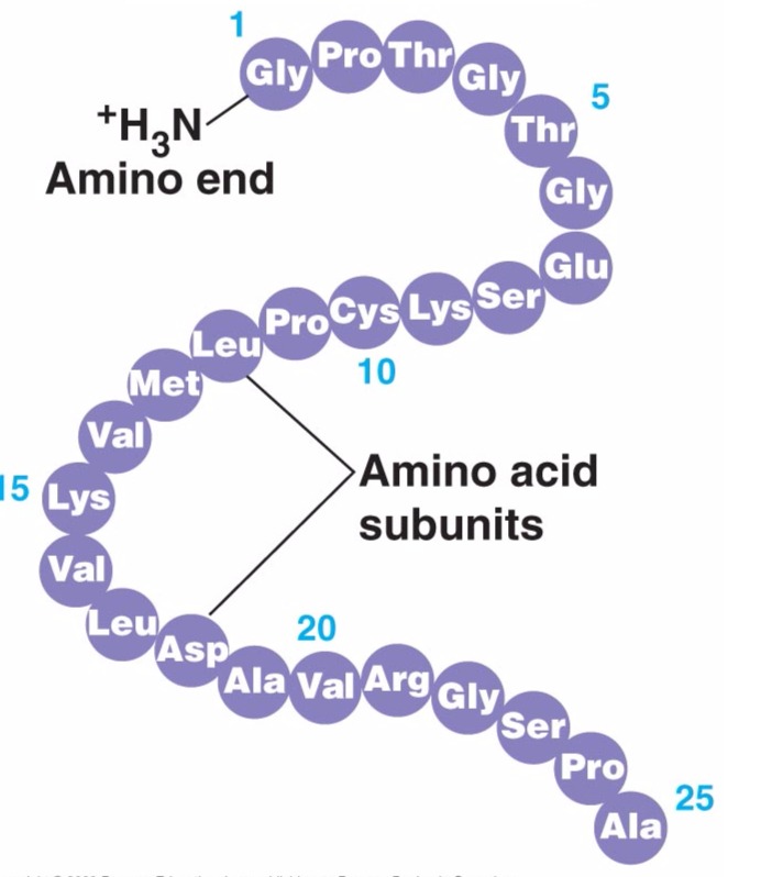 3.1.4.1 The Four Structures of a Protein Flashcards | Memorang