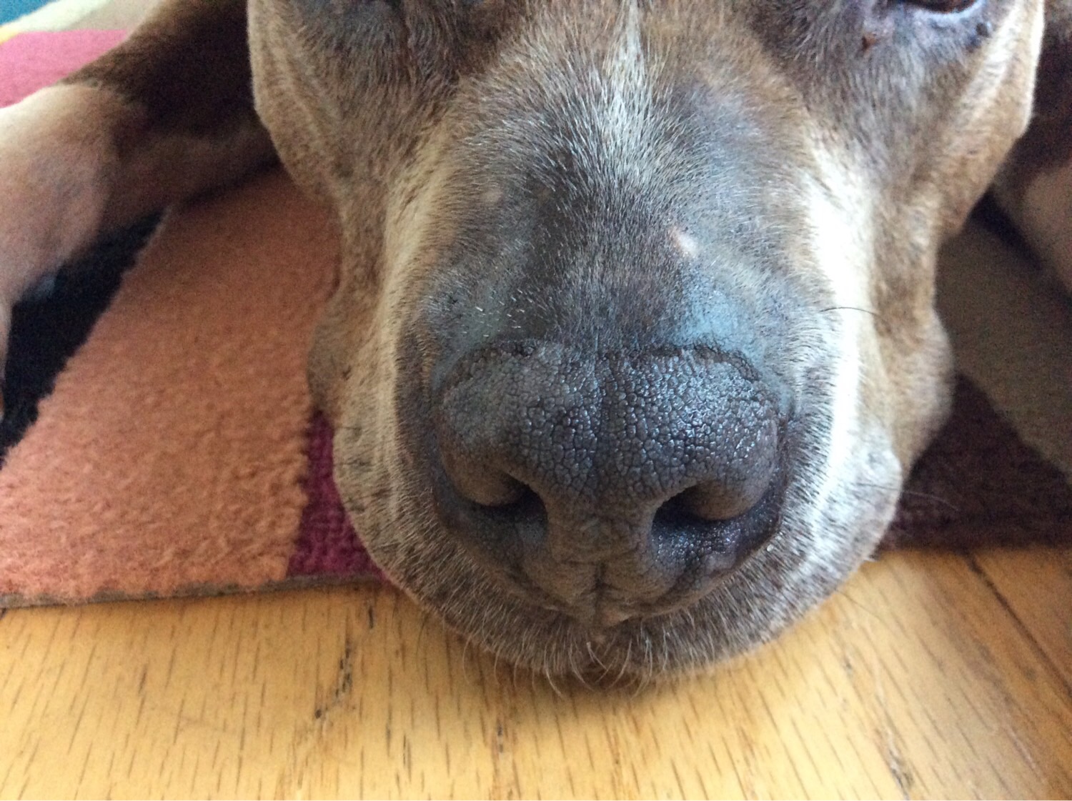 Dog anatomy Flashcards Memorang