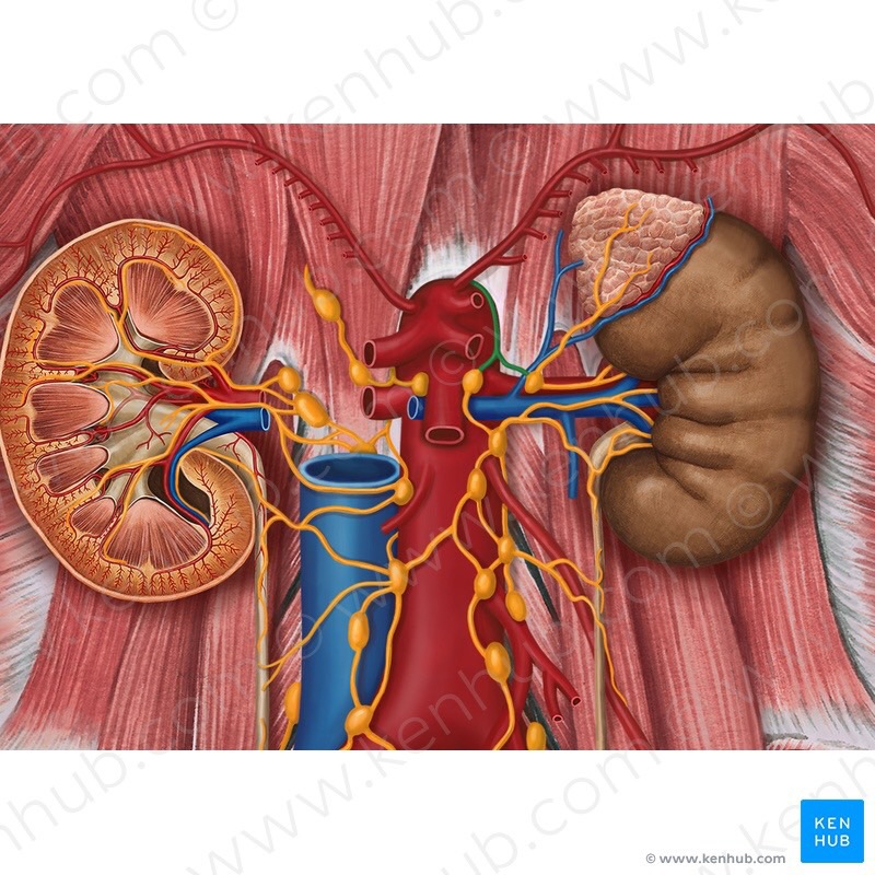 Lymphatic System Flashcards Memorang
