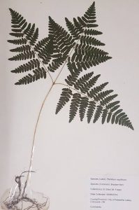 Ferns and Fern Allies ID Flashcards | Memorang