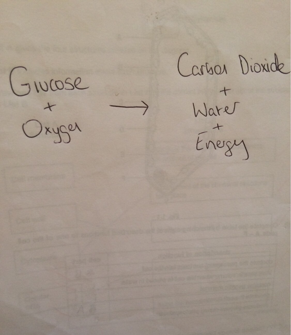 Biology Respiration Flashcards Memorang
