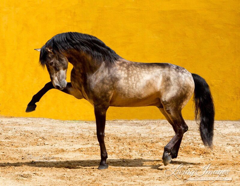 Horse Breeds Flashcards Memorang