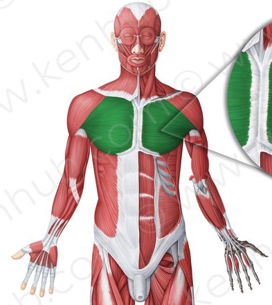 Músculos Do Tórax E Abdome Flashcards Memorang