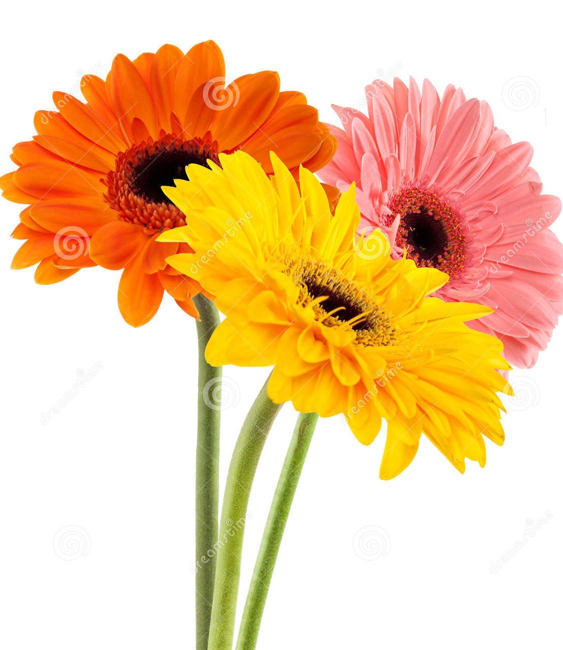 flowers from A to Z Flashcards Memorang