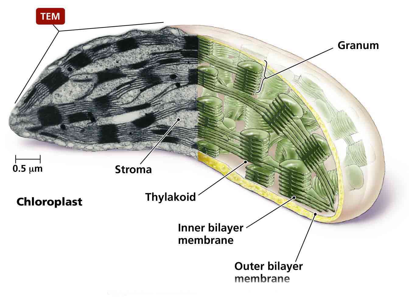 Biology unit 2 Flashcards Memorang