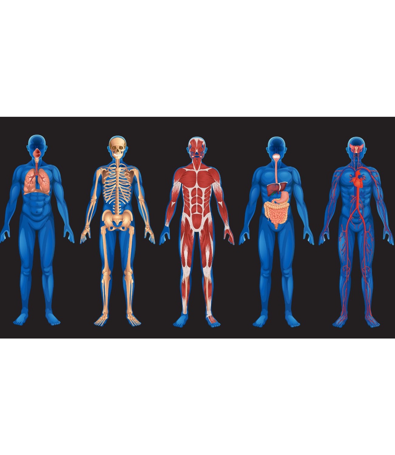 English The Body Flashcards Memorang