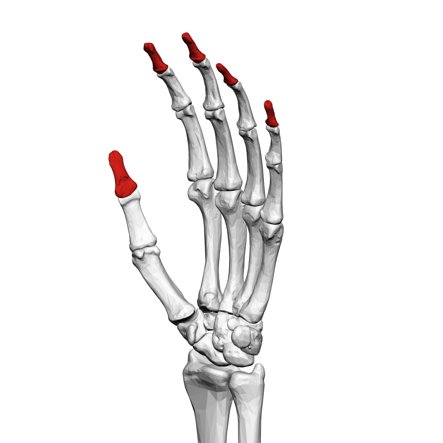 Upper Extremity Flashcards | Memorang
