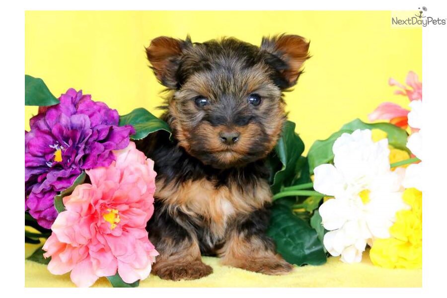 dog-breeds-flashcards-memorang