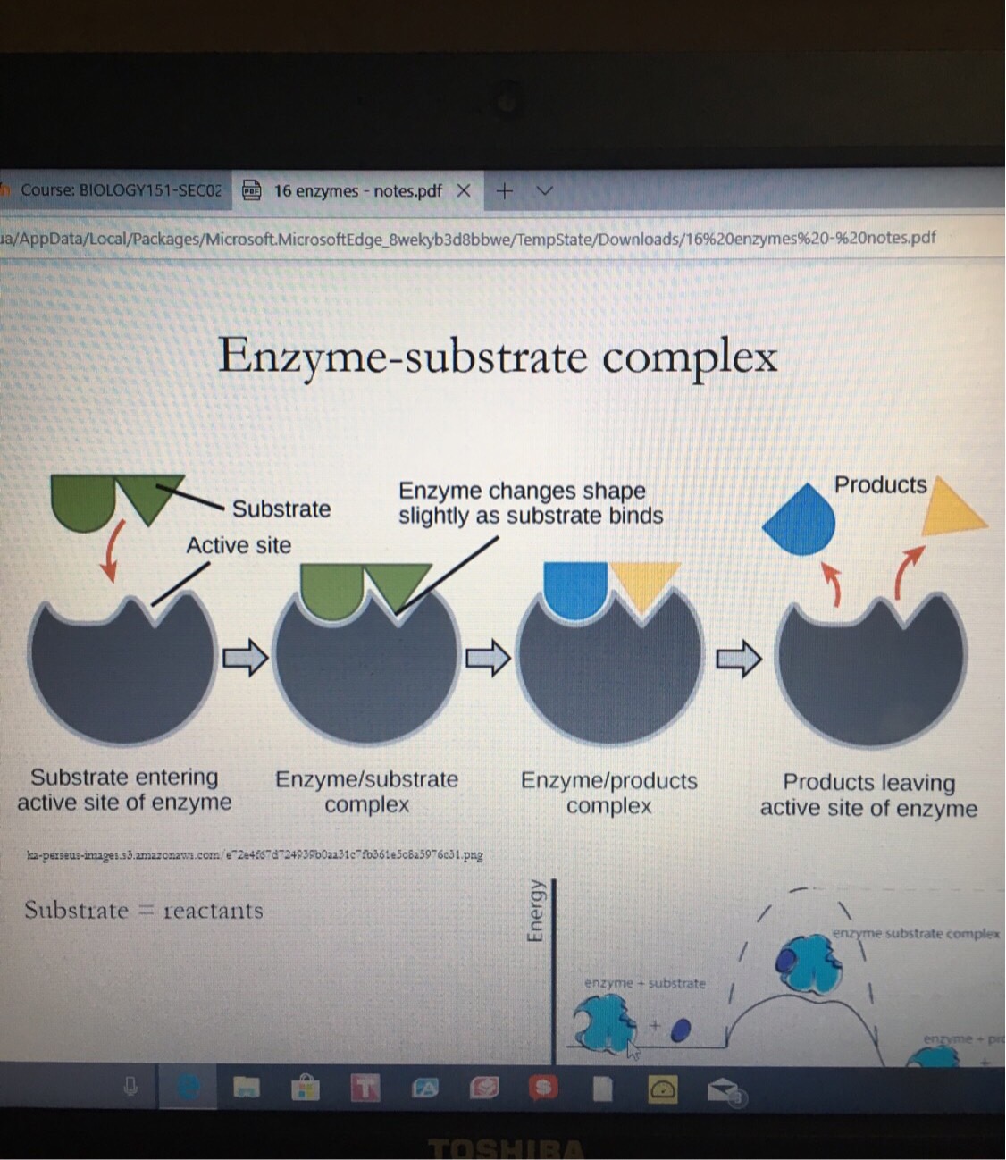 Enzymes Flashcards Memorang