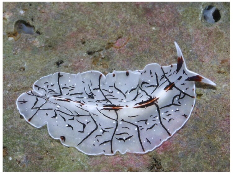 Invertebrate Zoology Flashcards Memorang