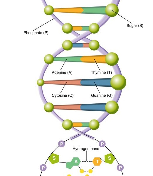 Biology Chapter 10 and 12 Test Flashcards Memorang