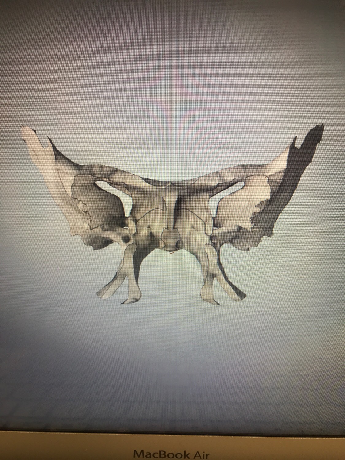 Printable Skull Flashcards