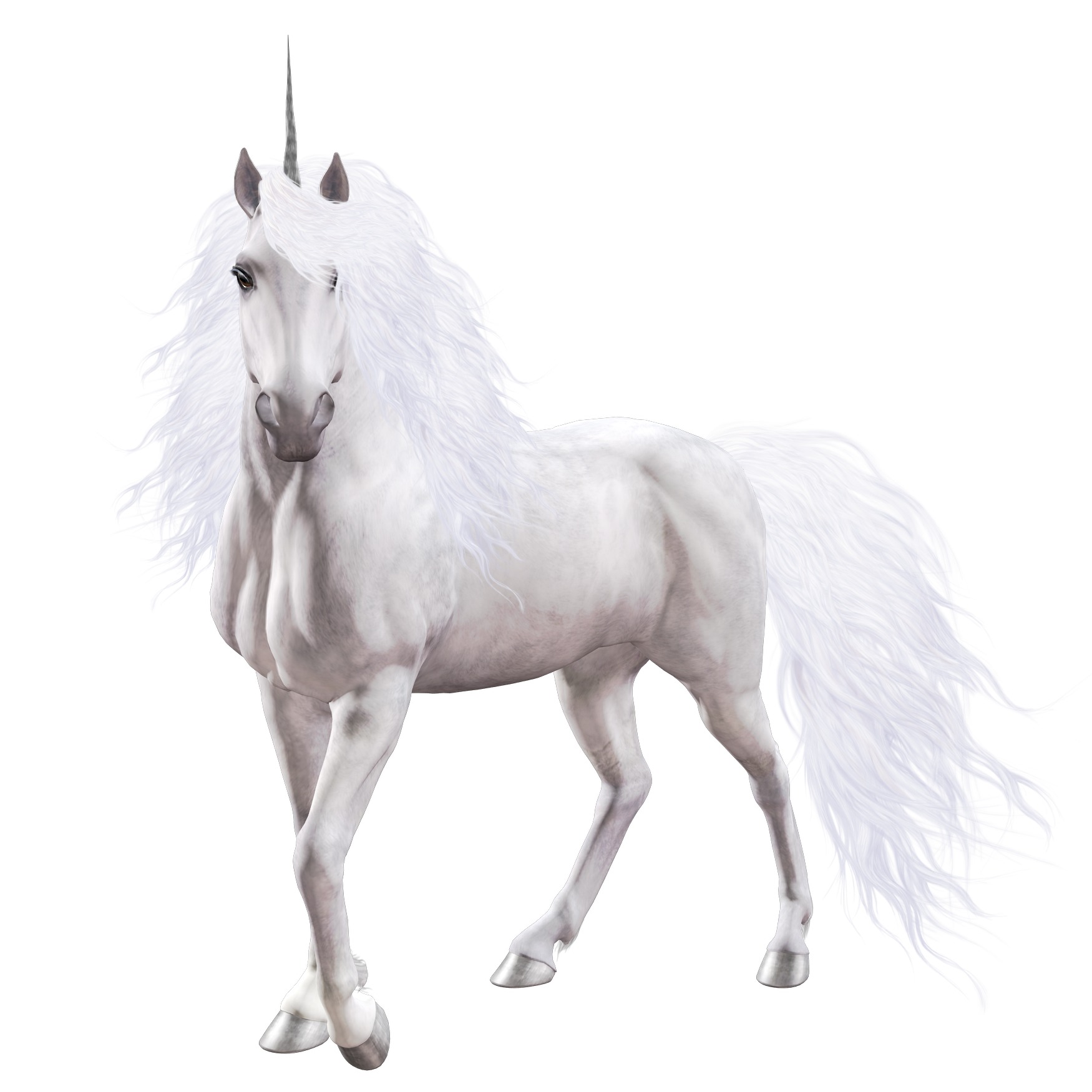 Unicorn breeds Flashcards Memorang