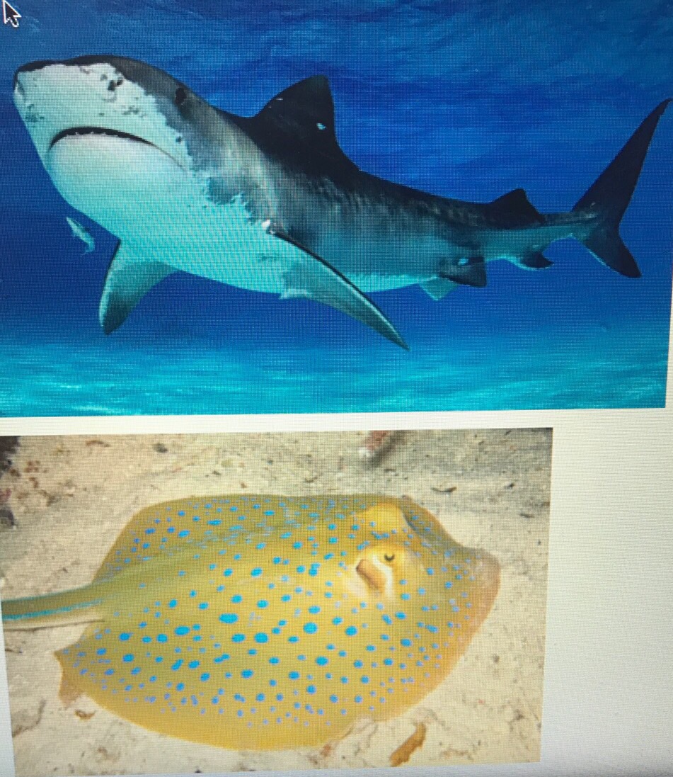 C.V.A Groups of Vertebrate Flashcards Memorang