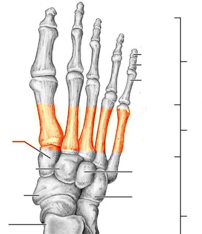 Foot Bones 7.31 Flashcards Memorang