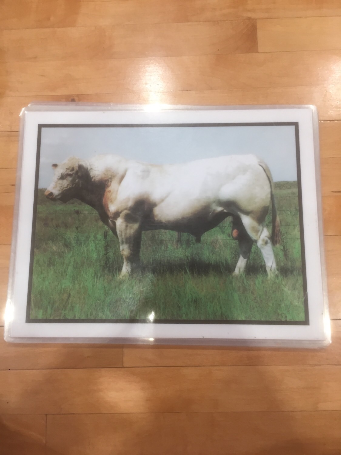 Beef Breeds Flashcards Memorang