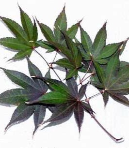 Horticulture Flashcards Memorang