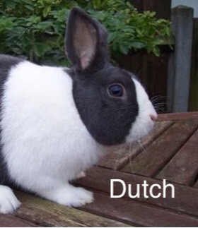 Rabbit Breeds Flashcards Memorang