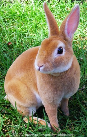 Bunny Identification Flashcards | Memorang