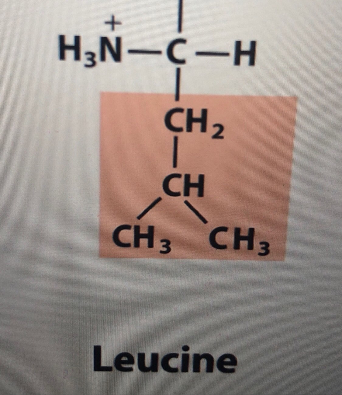 Amino Acids Flashcards Memorang vrogue.co