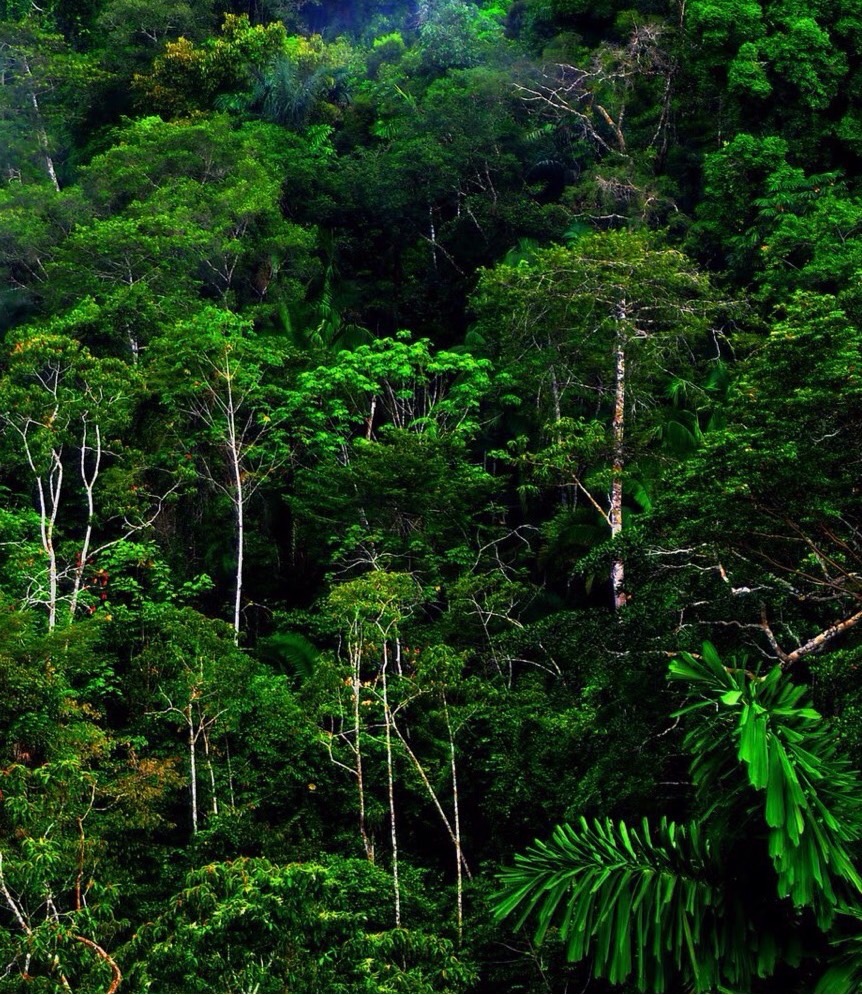 Tropical rainforest Flashcards | Memorang