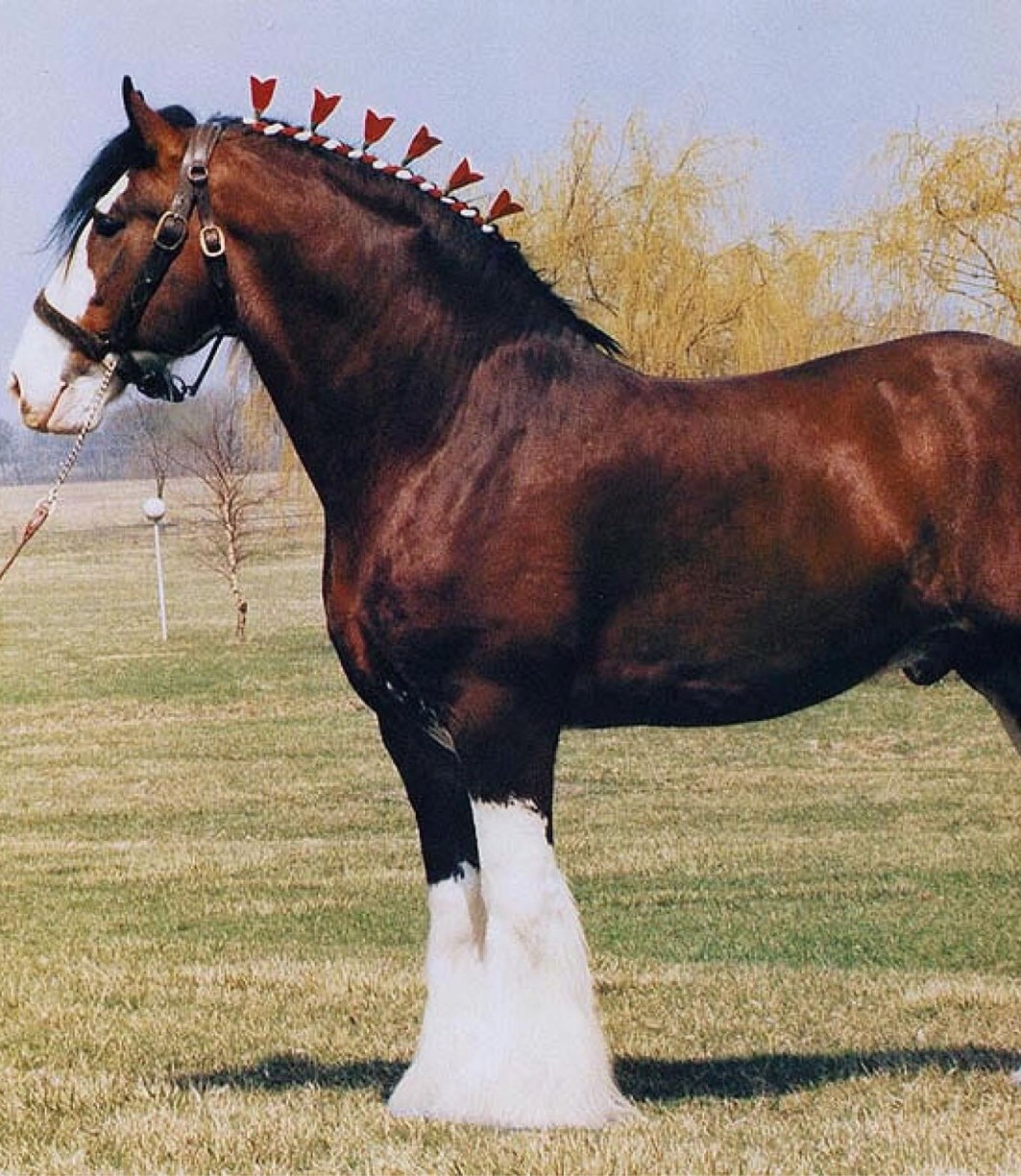 Horse breeds Flashcards Memorang