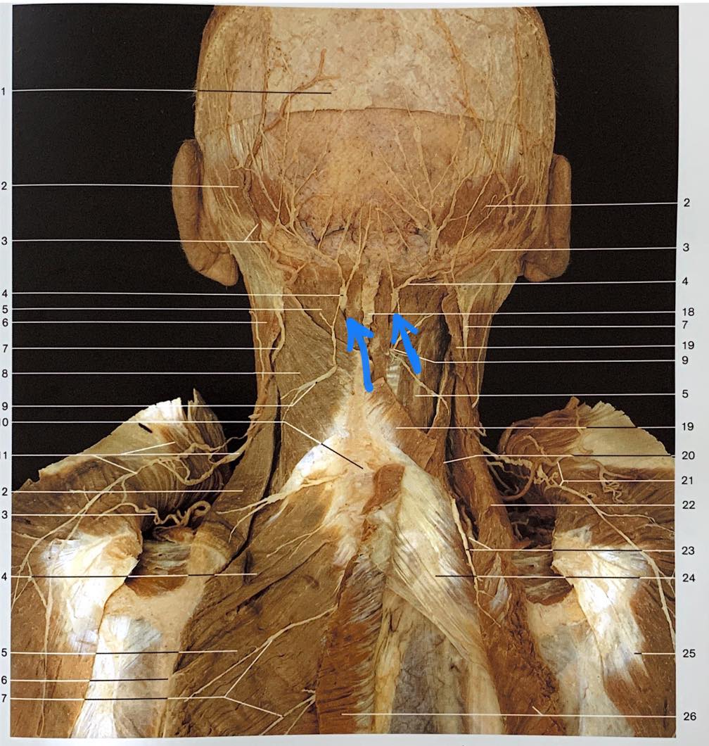 Anatomia (nervos) Flashcards | Memorang