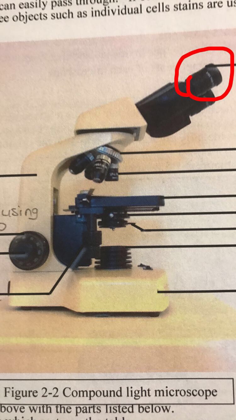 Compound light microscope Flashcards Memorang