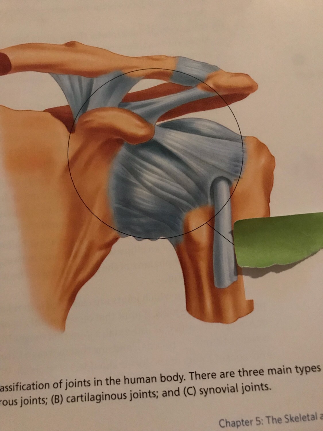 Types of joints Flashcards Memorang