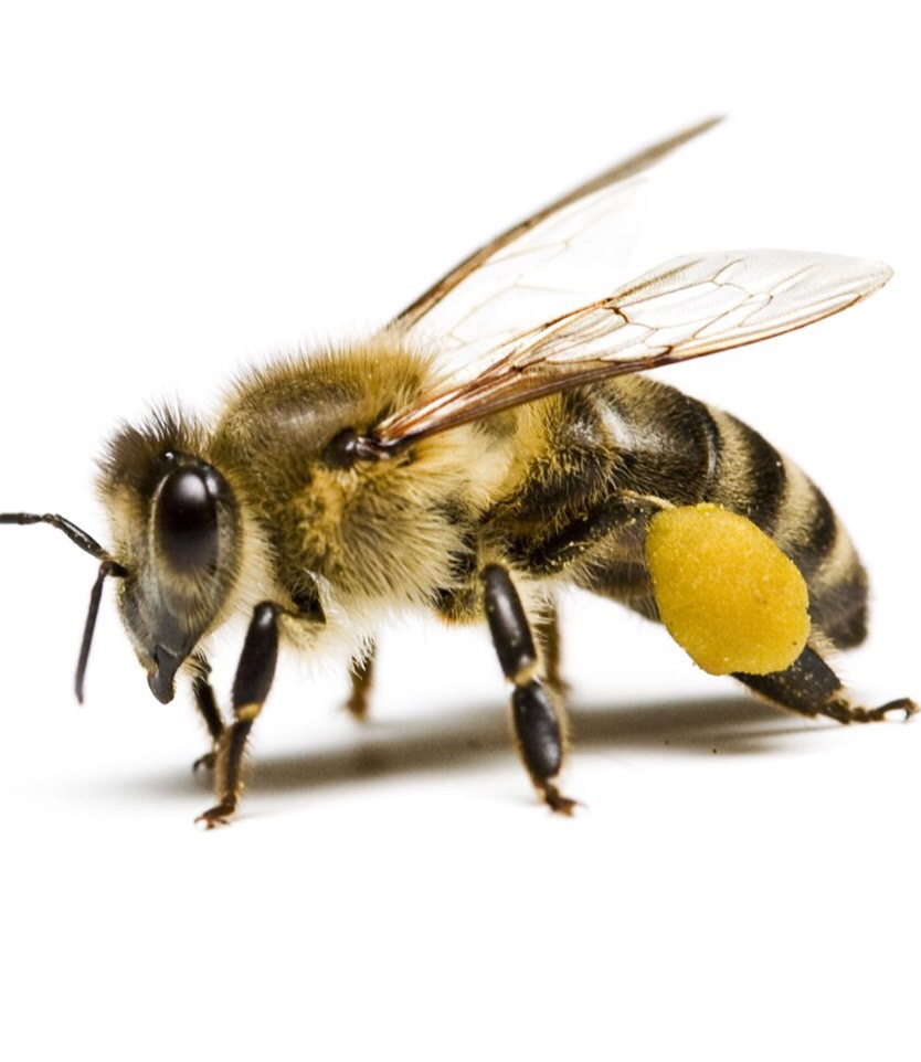 Wasp,Bee, Latin names Flashcards Memorang