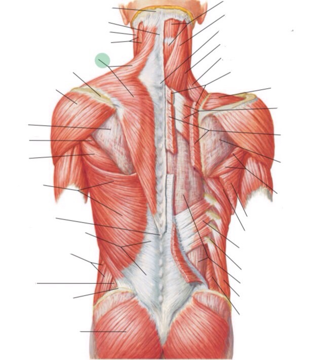 Muscles of the Back Flashcards Memorang