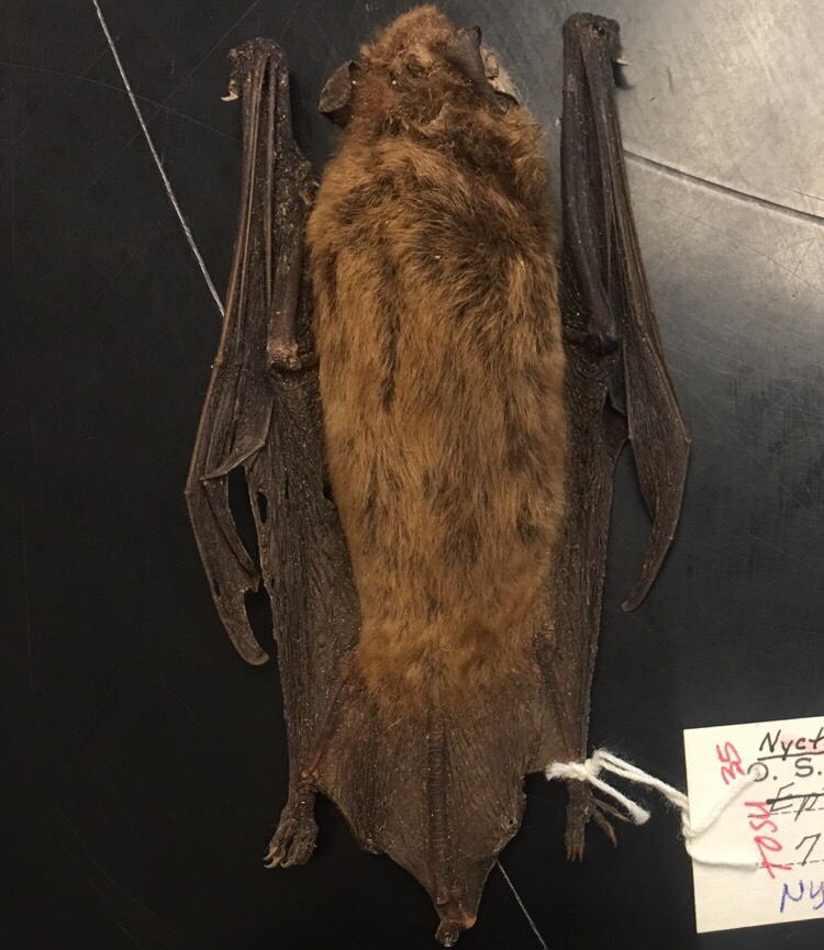 Bat identification Flashcards Memorang