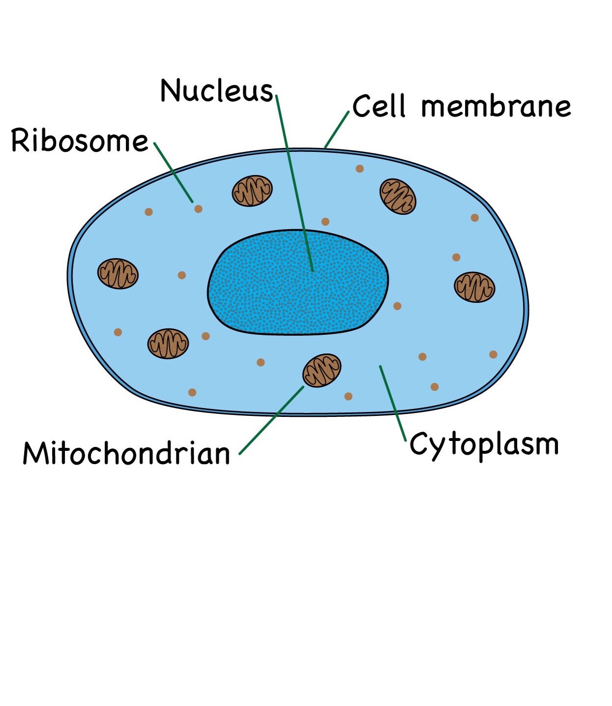 Biology paper 1 Flashcards Memorang