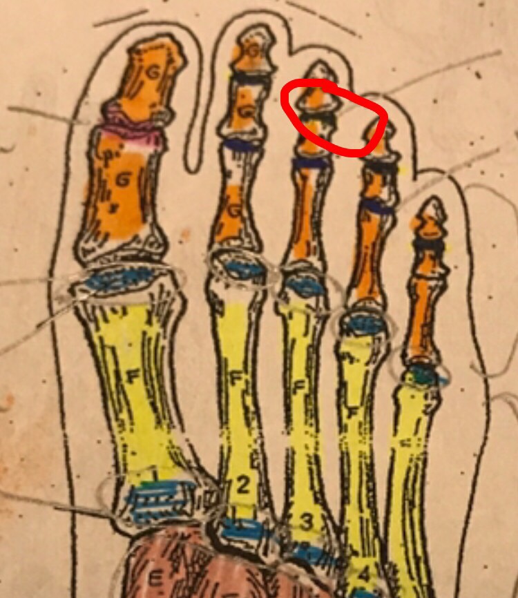 Foot anatomy Flashcards Memorang