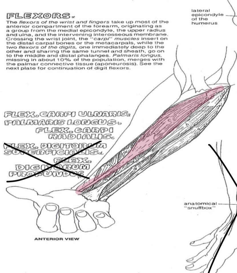 Arm muscles Flashcards Memorang