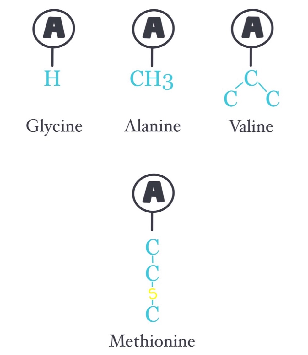 Biomolecules or Micromolecules Flashcards Memorang