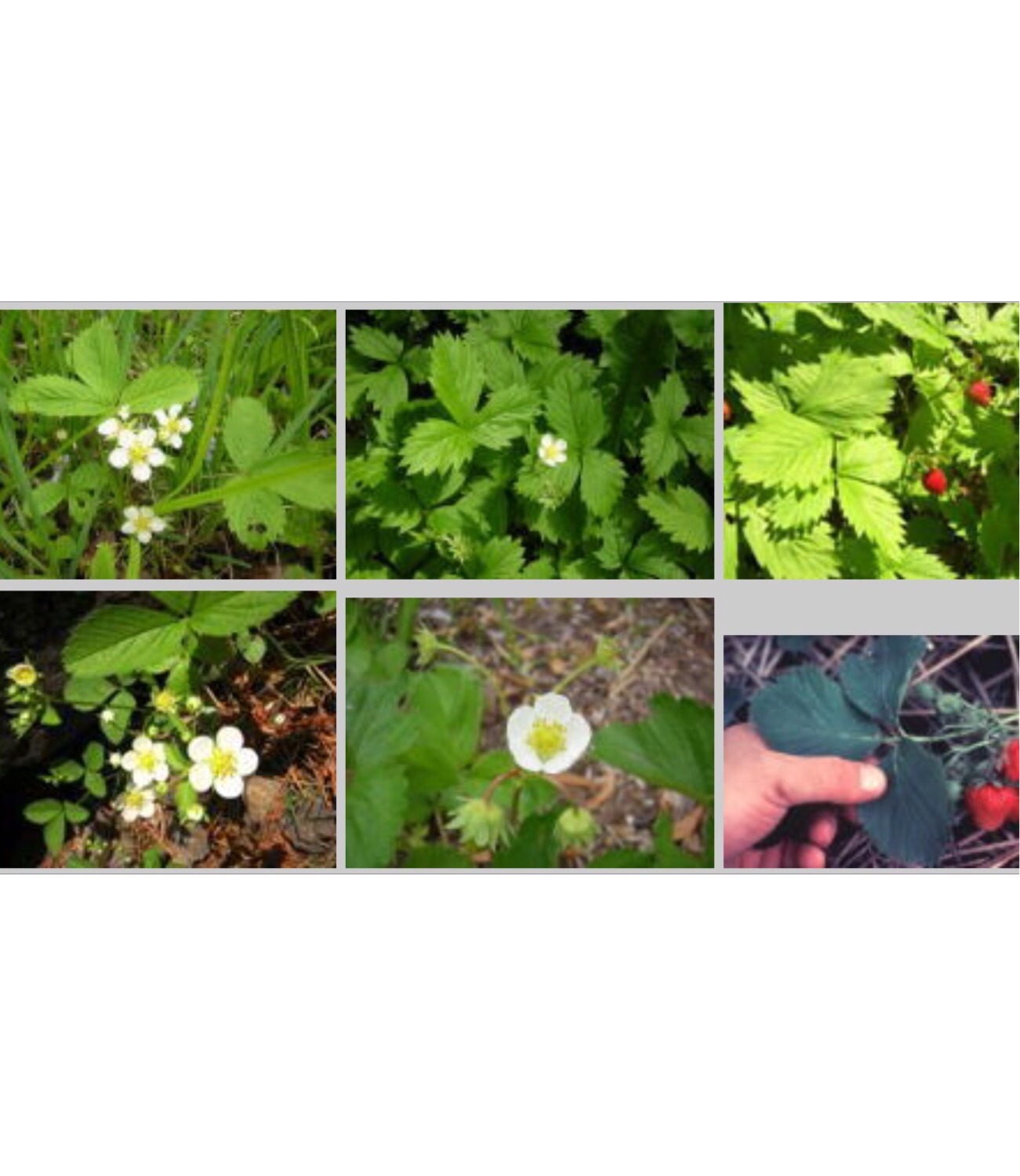 Dicot Herbs B Flashcards Memorang