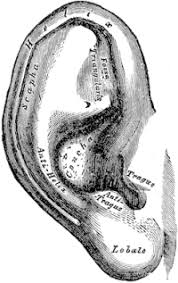 Anatomical Regional Terms Of The Body Flashcards Memorang Anatomical Regional Terms Of The Body Flashcards Memorang