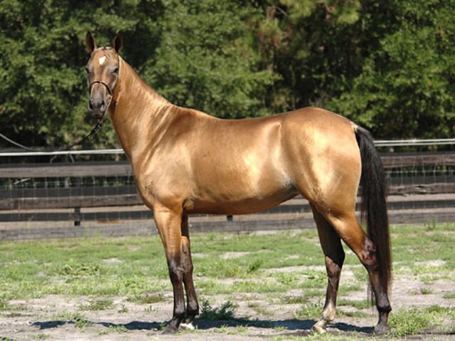 All The Horse Breeds In The World Flashcards Memorang All The Horse Breeds In The World Flashcards Memorang