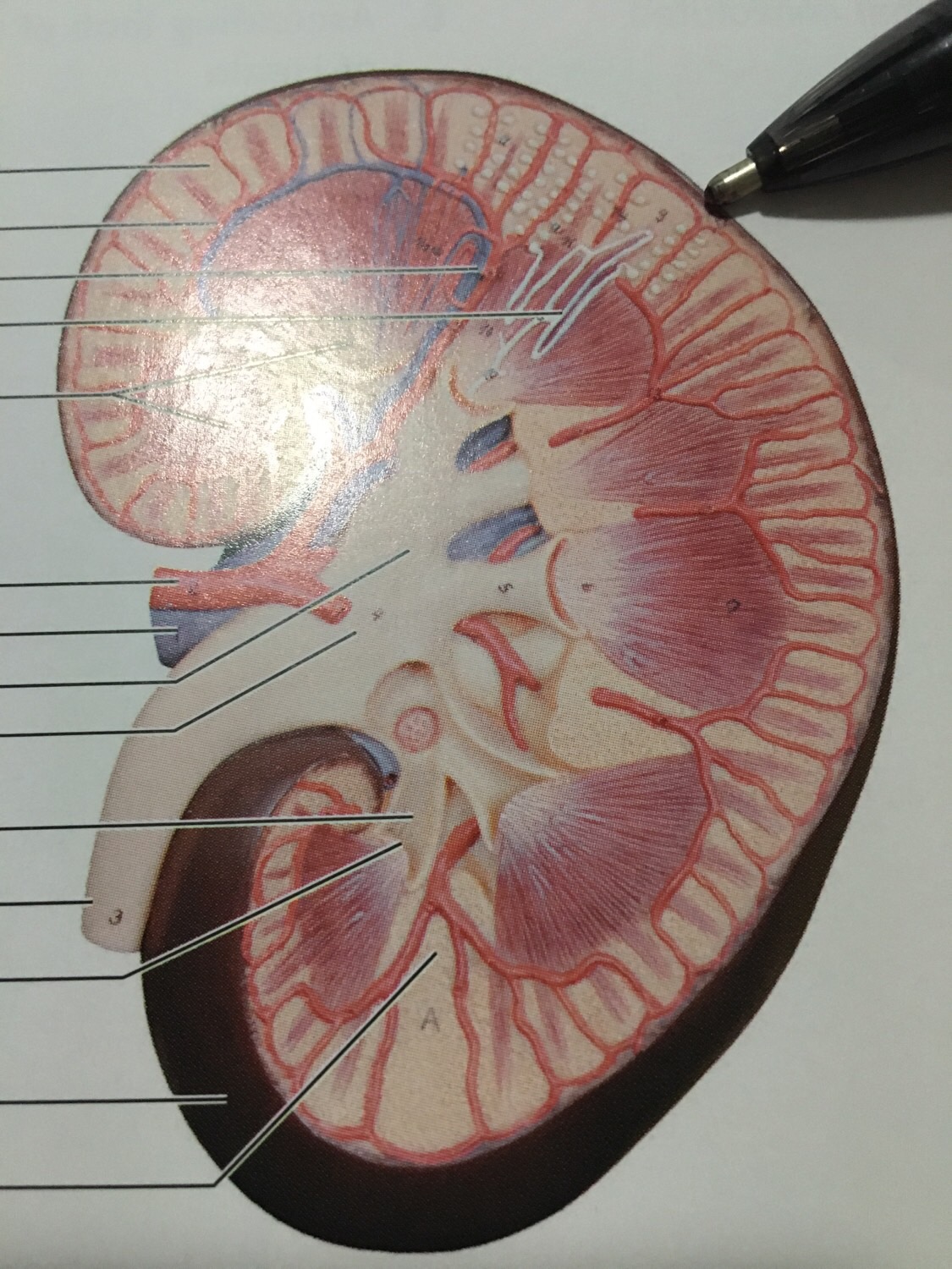 Urinary Anatomy Flashcards Memorang