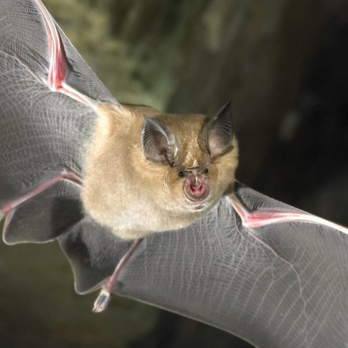 Bats of the UK (+ Latin names) Flashcards Memorang