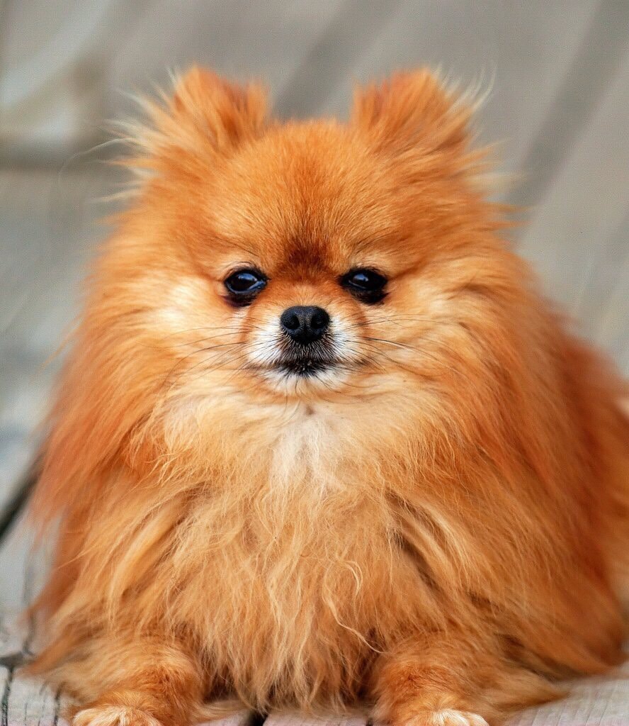 Toy Dog Breeds Flashcards Memorang