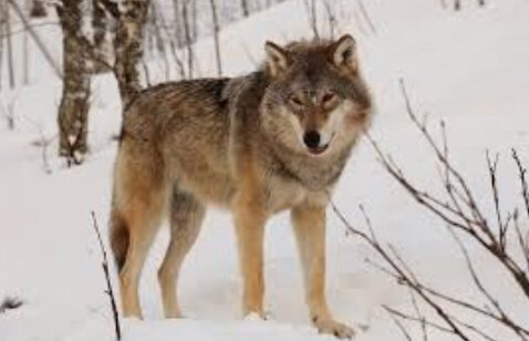 Canidae Flashcards Memorang