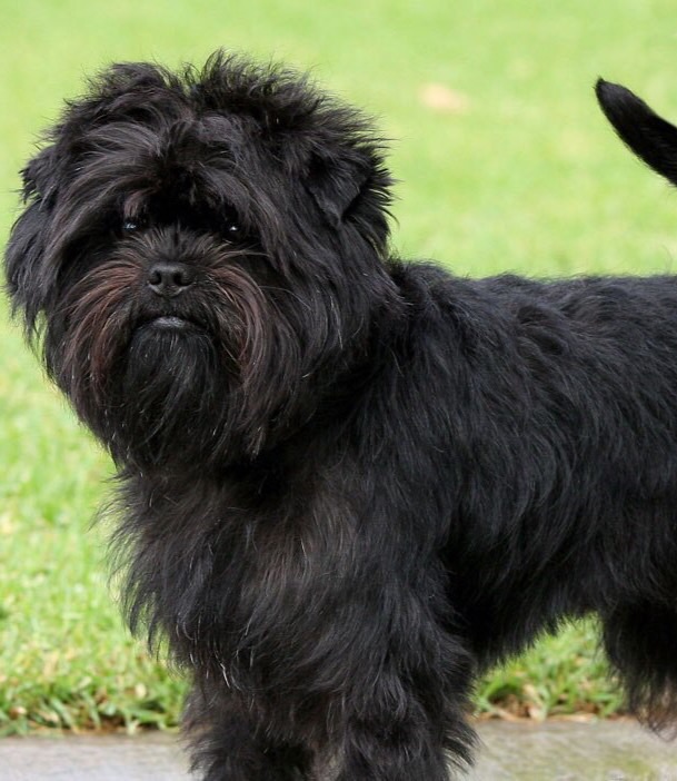 toy group breeds Flashcards Memorang