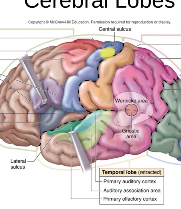 Parts of the brain Flashcards Memorang