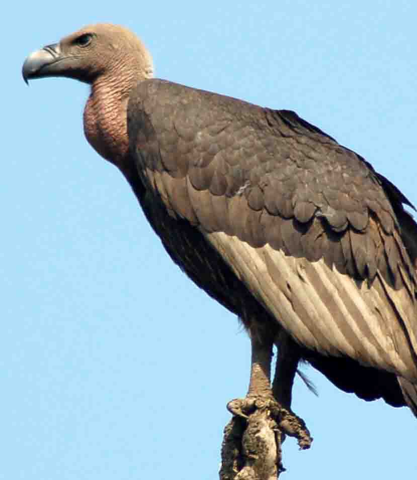 (Swahili) African animals Flashcards Memorang